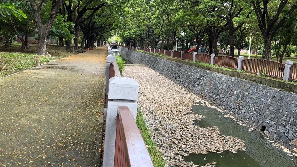 高雄楠梓後勁溪「浮大量魚屍飄臭」 疑天熱溶氧低導致