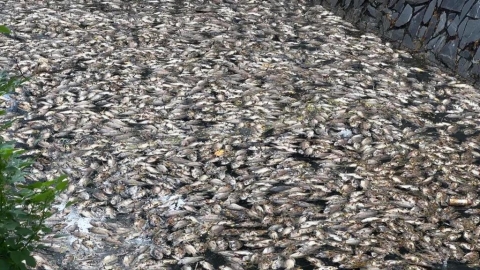 高雄楠梓後勁溪「浮大量魚屍飄臭」 疑天熱溶氧低導致