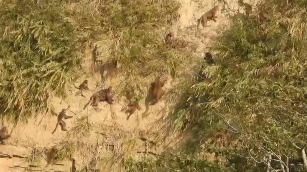 「山壁猴」大軍搜刮果園 ! 農民感嘆:用鞭炮趕也不怕