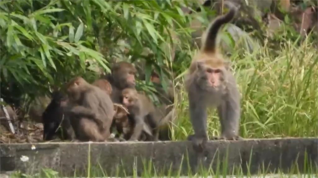 「山壁猴」大軍搜刮果園 ! 農民感嘆:用鞭炮趕也不怕