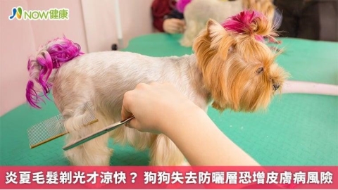 炎夏毛髮剃光才涼快？ 狗狗失去防曬層恐增皮膚病風險