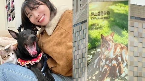 中國虐狗事件「竟無法可罰」引公憤!米可白二度聲援:未成年不是藉口