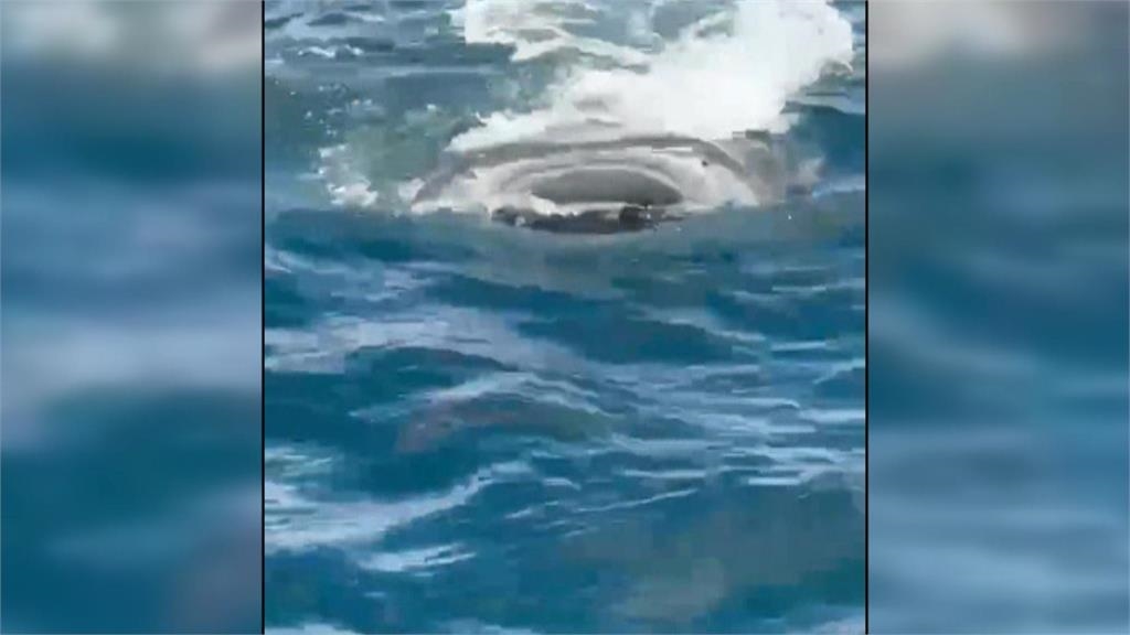 大驚喜!澎湖海域赫見「鯨鯊貼身伴游」 船員、遊客驚嘆