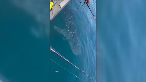 大驚喜!澎湖海域赫見「鯨鯊貼身伴游」 船員、遊客驚嘆