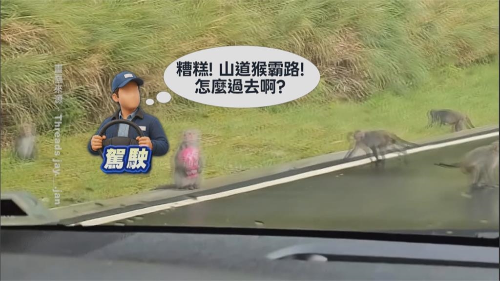 真山道猴子!台18公路「猴抱零食」當路霸 被叭心有不甘讓路了