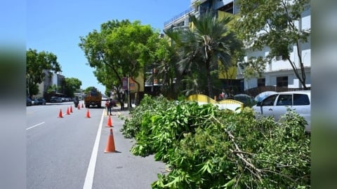 因應紅霞颱風　魏嘉彥全面巡檢、加速修樹清溝作業