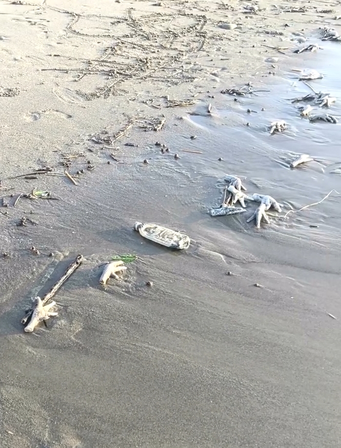 正宗「海底雞」? 台中松柏港賞海景驚見雞爪