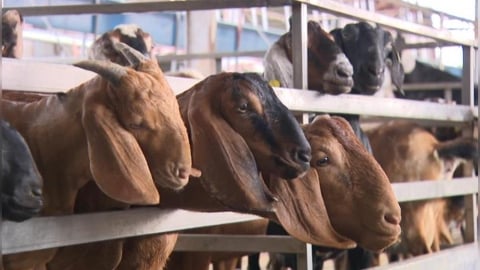 雲林羊肉驚爆首起「戴奧辛超標」　縣府、防檢署回應了