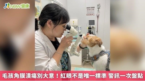 毛孩角膜潰瘍別大意！紅眼不是唯一標準 警訊一次盤點
