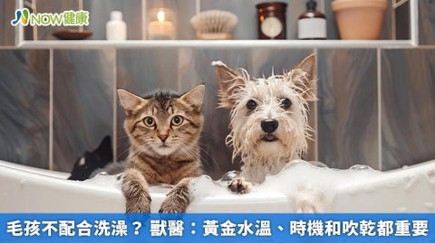 毛孩不配合洗澡？ 獸醫：黃金水溫、時機和吹乾都重要