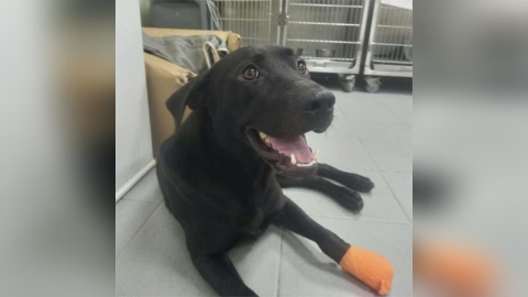 新北動保處搶救斷趾米克斯犬　盼遇幸福新主人