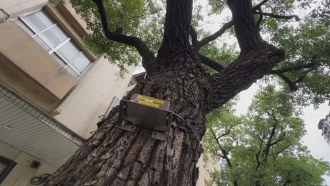 高雄建智慧監測系統　感測行道樹傾斜角度防路樹倒