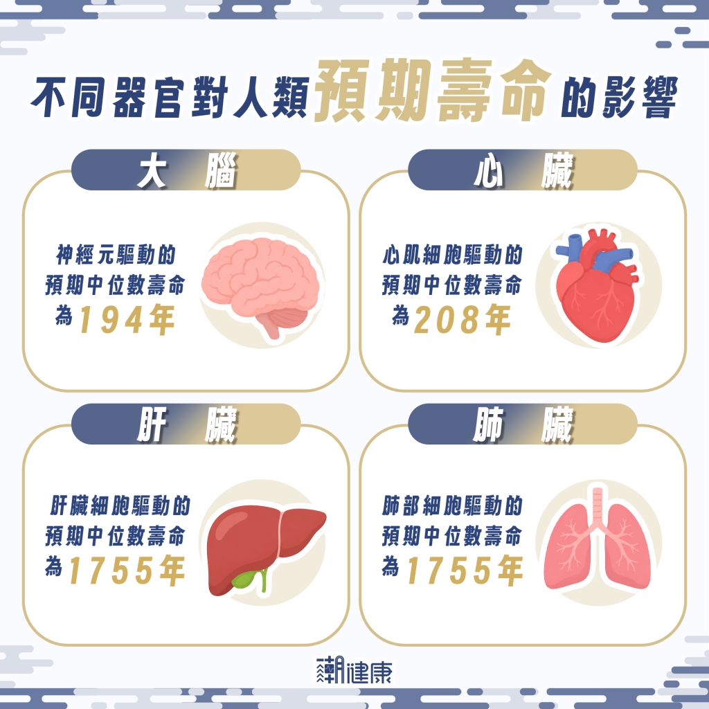 肝臟能運作長達數萬年？ 「2器官」衰敗成超長壽最大瓶頸