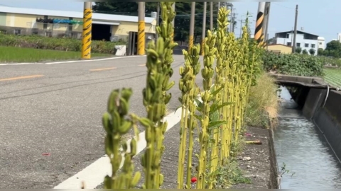 這裡也能種?彰化溪州農民超極限 「柏油路縫種芝麻」綿延百米超壯觀