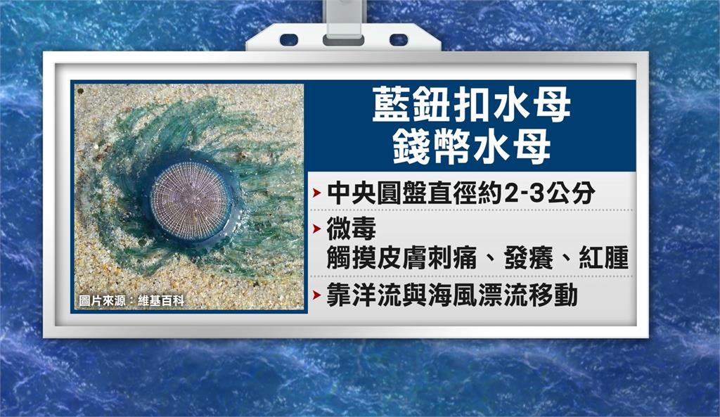 小琉球首見「藍鈕扣水母」嚇壞遊客 澎湖珊瑚礁陷窒息危機