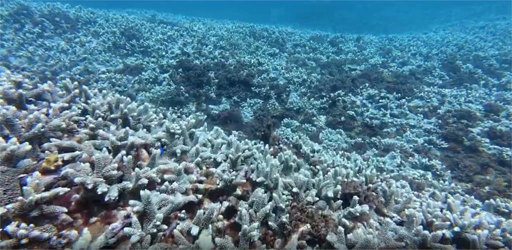 小琉球首見「藍鈕扣水母」嚇壞遊客 澎湖珊瑚礁陷窒息危機