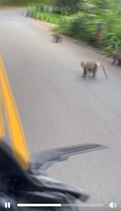 日月潭環潭公路猴群現蹤! 民眾笑「猴子大哥要出征了」