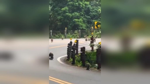 日月潭環潭公路猴群現蹤! 民眾笑「猴子大哥要出征了」