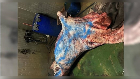 私宰牛竄北台1/病牛也殺!非法屠宰場藏山區 問題肉登餐桌早被吃下肚