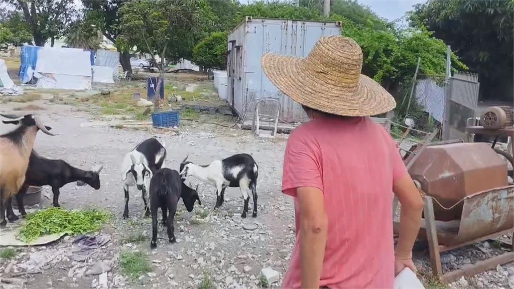 羊咩咩放風吃草"穿越馬路"險撞上 駕駛驚呼:差點遇假車禍