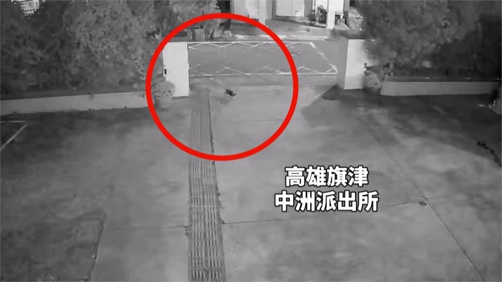 超聰明!高雄狗狗走失「自行報案」 飼主見愛犬平安激動爆哭