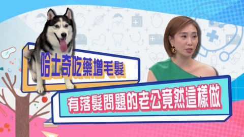(影)/陳真的哈士奇吃藥增毛髮 有落髮的老公竟然這樣做?