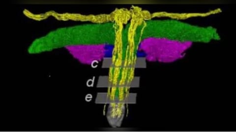 醫學界終於破解!女性陰蒂「黑盒子」首度現形 3D神經網震撼曝光