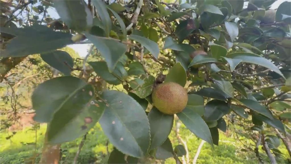 致癌油混充「中國劣質苦茶籽」 阿里山自採自榨好油無辜受牽連