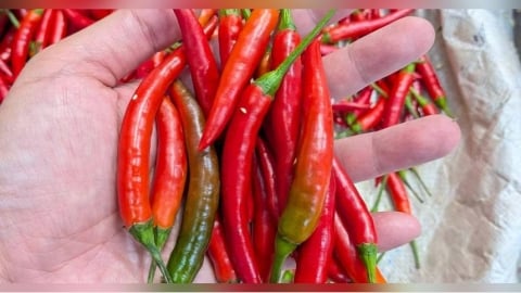 小辣椒一週漲近1倍!菜販曝「貨卡在海關」:與毒油風波有關
