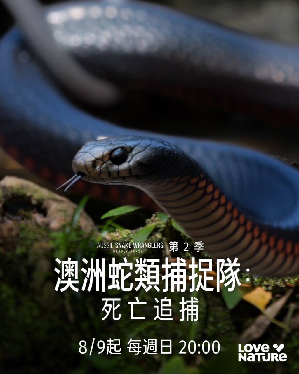 8月9日晚間8點!「四季線上: LOVE NATURE頻道」首播 驚險捕蛇隊冒命行動 !