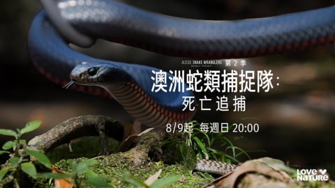 8月9日晚間8點!「四季線上: LOVE NATURE頻道」首播 驚險捕蛇隊冒命行動 !