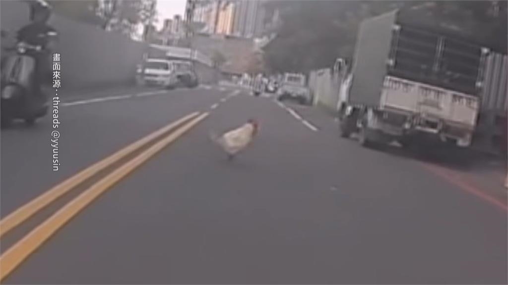 馬路動物逛大街 高雄騎士險撞「雞」、彰化鹿群竄出遭撞