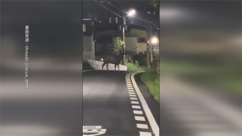 馬路動物逛大街 高雄騎士險撞「雞」、彰化鹿群竄出遭撞