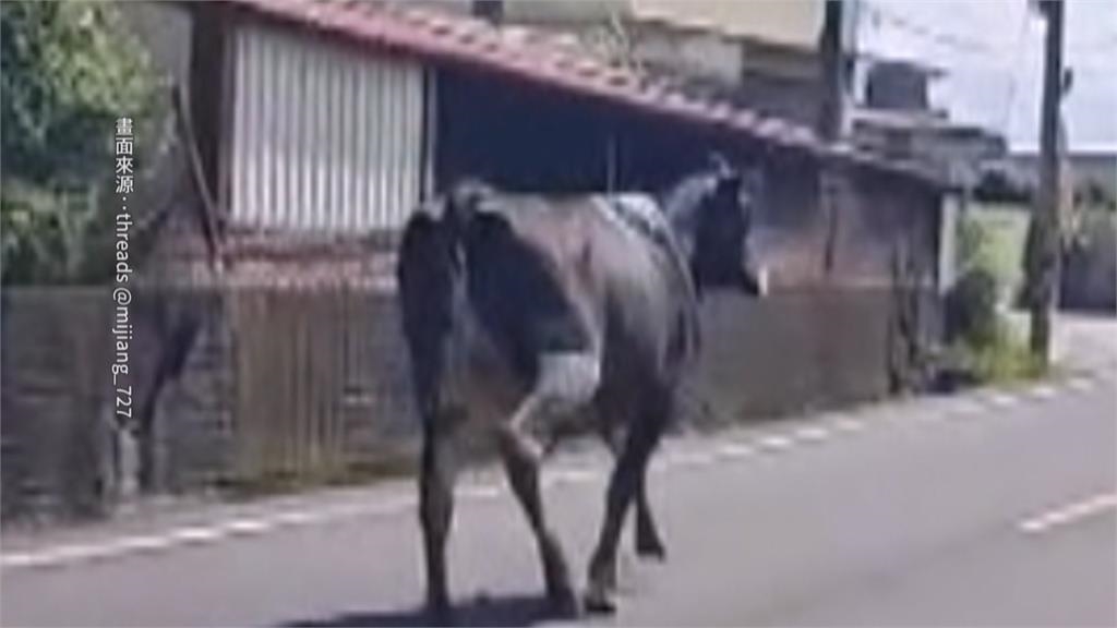 馬路動物逛大街 高雄騎士險撞「雞」、彰化鹿群竄出遭撞