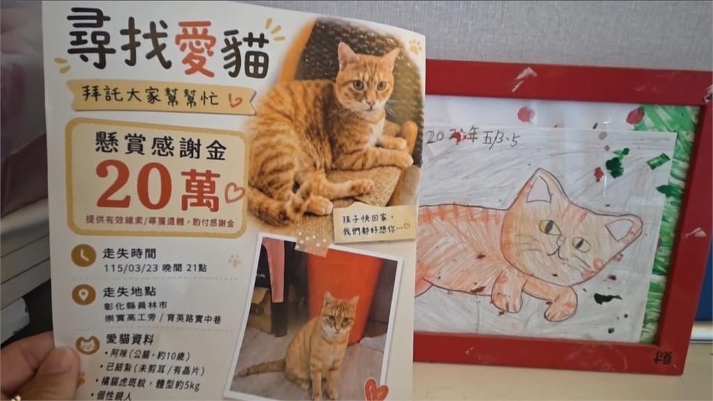 彰化橘貓「阿咪」走失4個多月 飼主祭「20萬獎金」盼眾人協尋