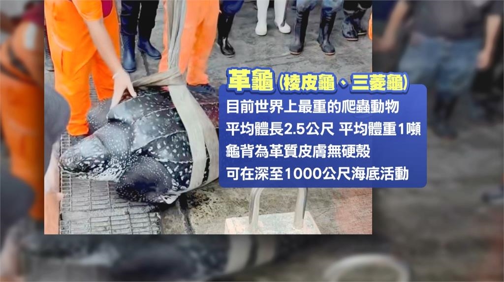 高雄漁船誤捕「世界最重爬蟲類」 船長緊急求助海巡署 送海生館照護