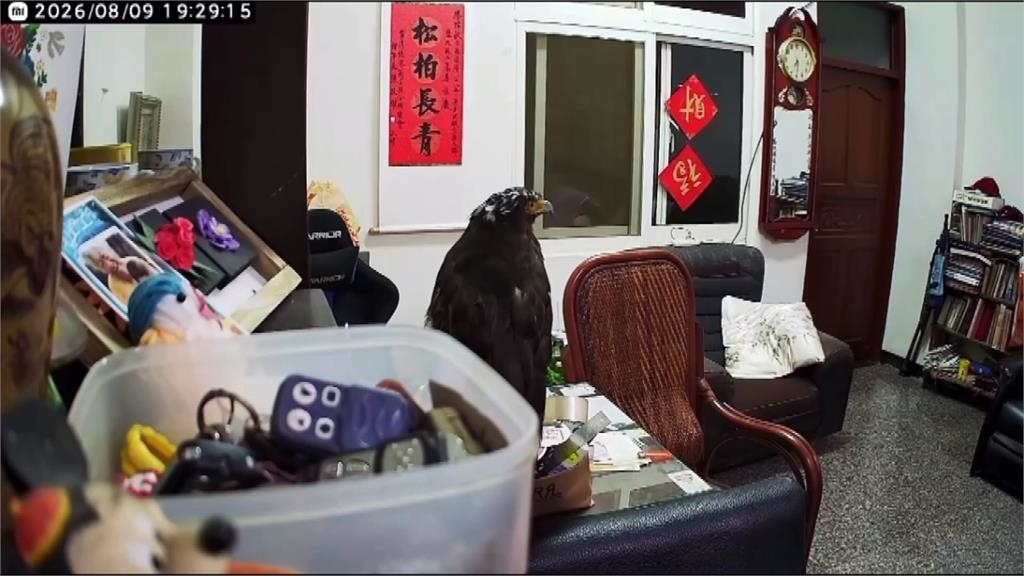 大冠鷲闖民宅停留沙發不飛 網友笑:沙發馬鈴薯猛禽