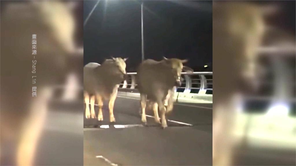 屏東2頭「黃牛」逛大街 警方循線找上飼主開罰