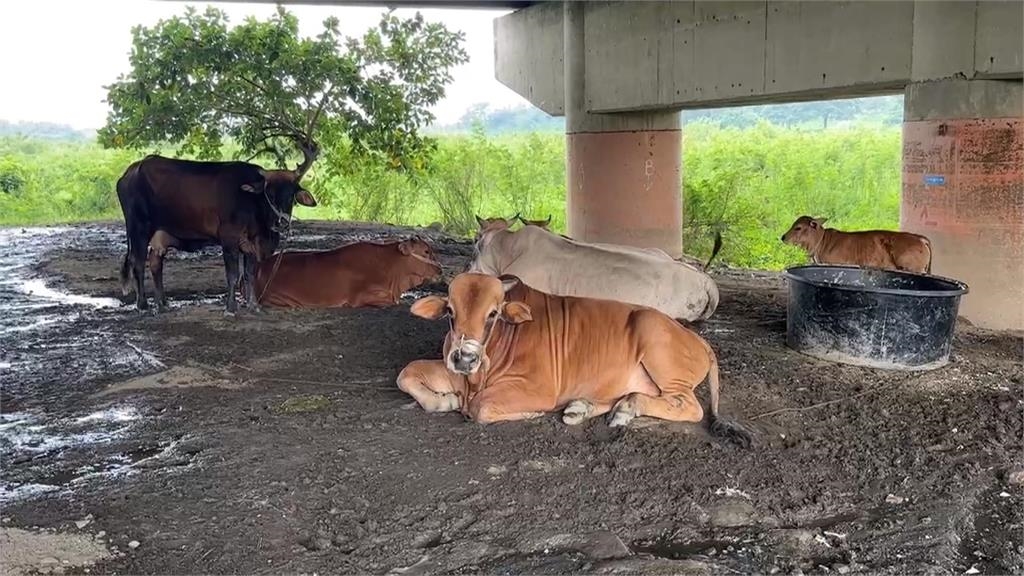 屏東2頭「黃牛」逛大街 警方循線找上飼主開罰