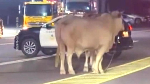 屏東2頭「黃牛」逛大街 警方循線找上飼主開罰