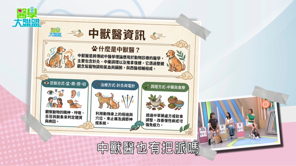 《醫學大聯盟》揭狗狗過敏原!醫揭致命飲食:「這兩物」恐喪命!