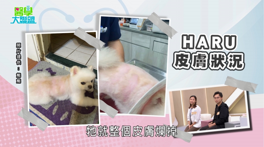 《醫學大聯盟》揭狗狗過敏原!醫揭致命飲食:「這兩物」恐喪命!