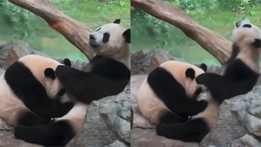 動物園「親密0遮互動片」被PO網!整頭埋進去…網驚:我到底看什麼