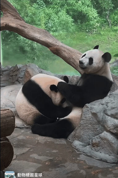 動物園「親密0遮互動片」被PO網!整頭埋進去…網驚:我到底看什麼