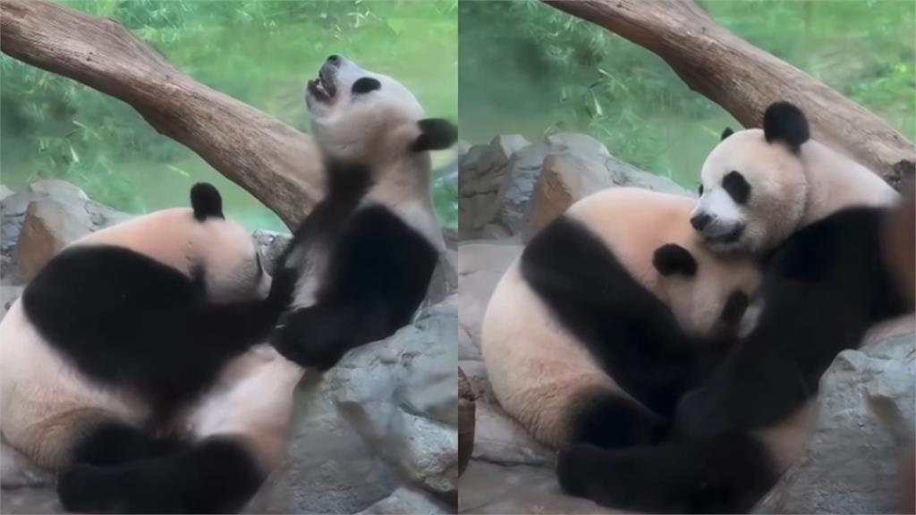 動物園「親密0遮互動片」被PO網!整頭埋進去…網驚:我到底看什麼