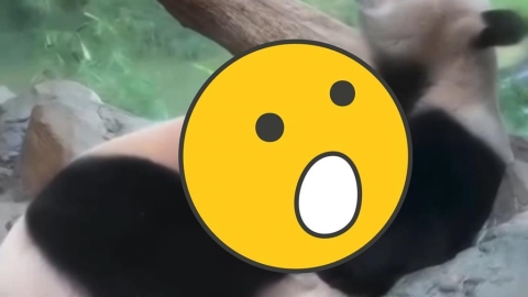 動物園「親密0遮互動片」被PO網!整頭埋進去…網驚:我到底看什麼