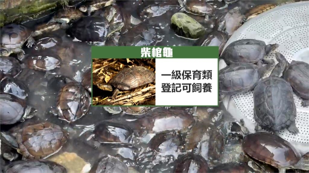 160隻保育類「柴棺龜」無處養 宜蘭縣府、飼主協調無果