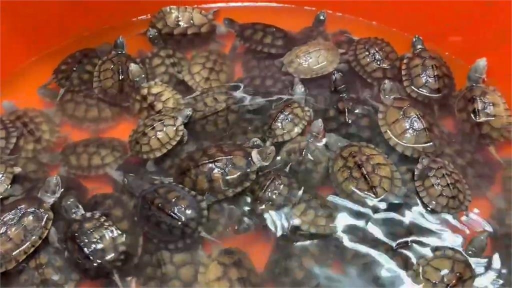160隻保育類「柴棺龜」無處養 宜蘭縣府、飼主協調無果
