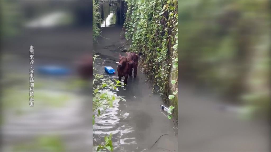 潮州牛寶不慎跌進排水溝 愛子心切!牛媽媽呼喊求救