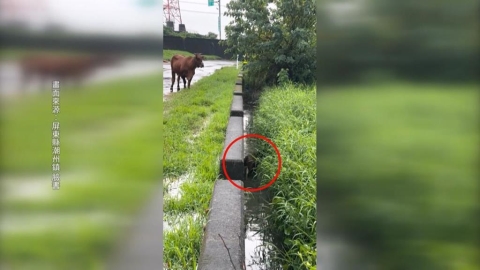 潮州牛寶不慎跌進排水溝 愛子心切!牛媽媽呼喊求救